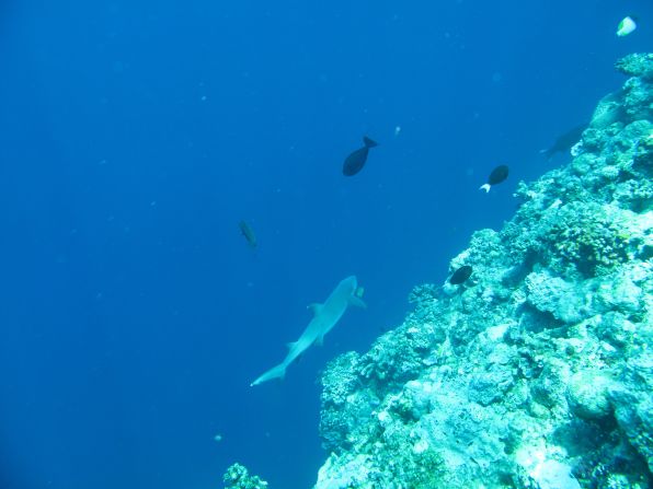 Apo Reef, Philippines: One of the world’s largest connected coral reefs ...