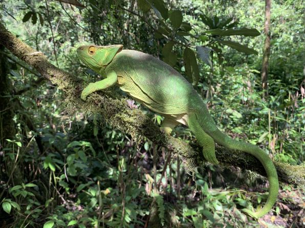 The team also had several sightings of the Parson’s chameleon (pictured).