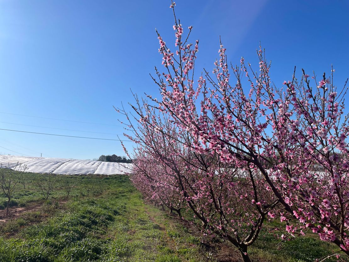 Blooming peach trees are seen alongside a covered field of strawberries at Jaemor Farms in Alto, Georgia, on March 19, 2024.