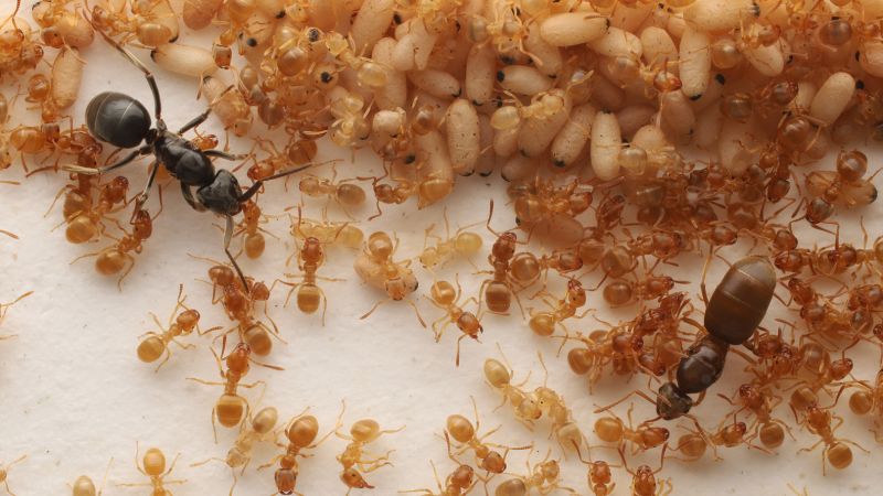 Parasitic ant queen chemically manipulates workers into killing their mother