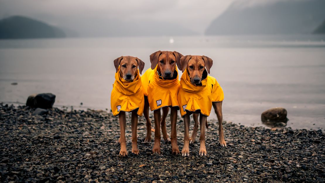 Three dogs in Voyagers K9 Apparel yellow raincoats on a rocky beach on a grey day.