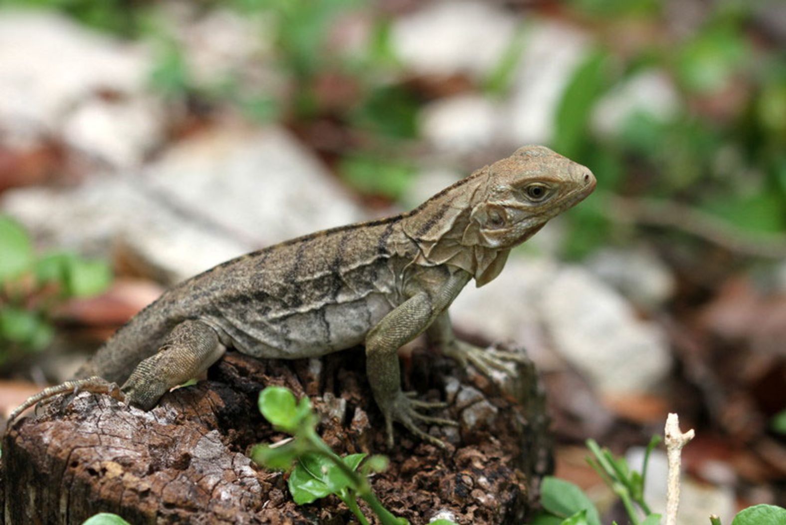 Adult blue iguanas are solitary and both males and females have multiple mating partners. While females typically remain in one area, males roam widely in search of mates. Once mating has taken place, females can exhibit aggressive, territorial behavior towards males, actively driving them away.
