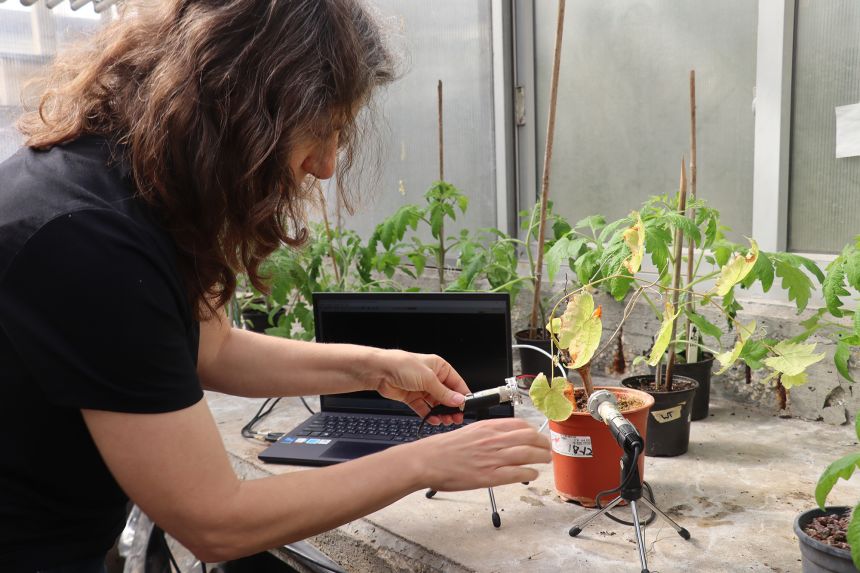 Researchers used special devices to detect the ultrasonic sounds emitted by distressed plants.