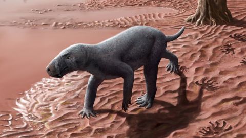 An illustration depicting the therapsid