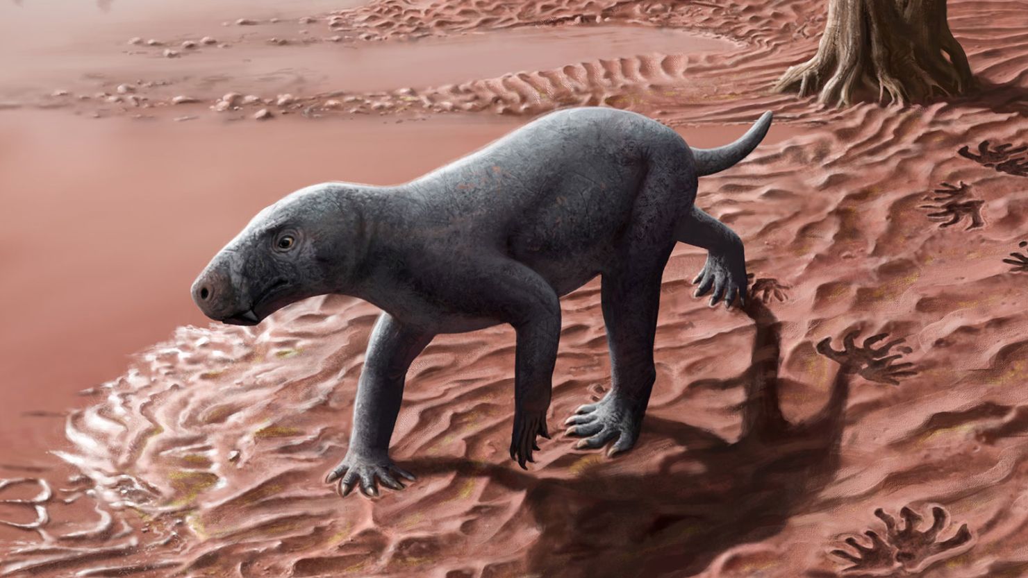 ancient-saber-toothed-predator-found-in-spain-is-the-oldest-of-its-kind