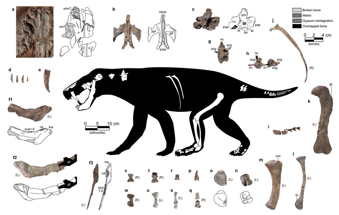 An illustration of the newly described gorgonopsian shows the fossils that were found: knifelike canines; parts of its jaw; some vertebrae, ribs, tailbones and toe bones; and most of the bones from a hind limb.