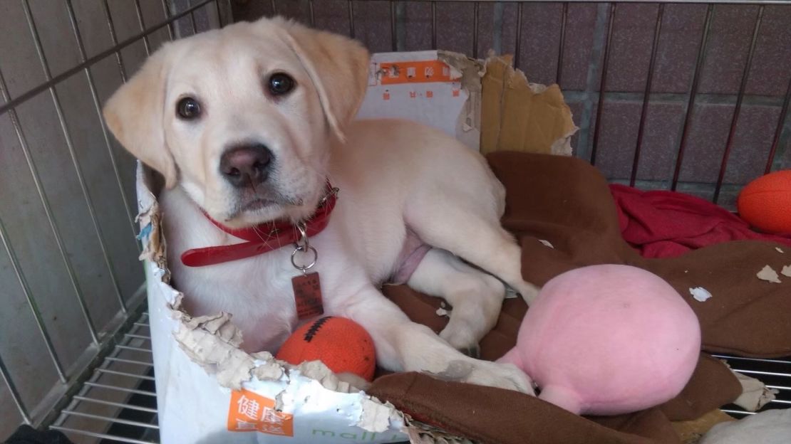 Roger, seen here as a puppy, cuddles with his toys.