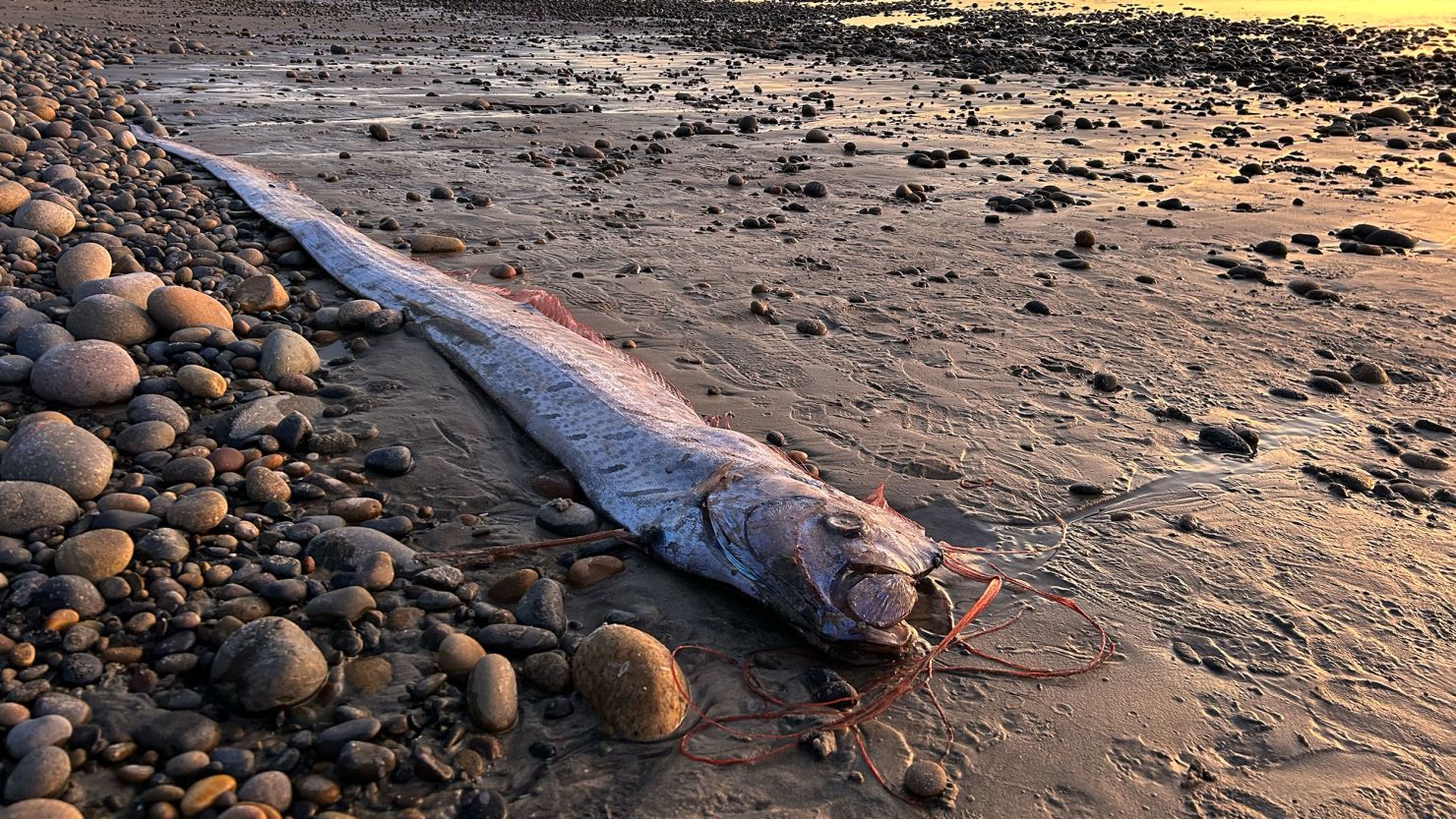 ‘Doomsday fish’ A rare oarfish returns to California shores for the