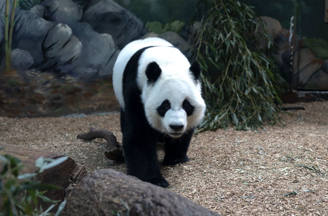 There's a panda on the move at Zoo Atlanta. Giant pandas don't hibernate. During the cold season, wild pandas move to warmer areas.