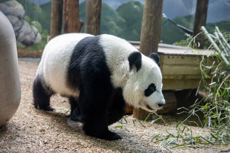 Zoo Atlanta Bids Farewell To Pandas After 25 Years | CNN