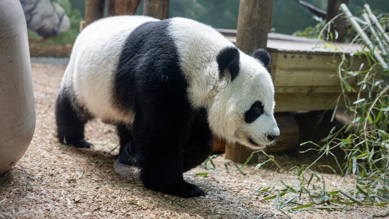 Zoo Atlanta says goodbye to the pandas after 25 years