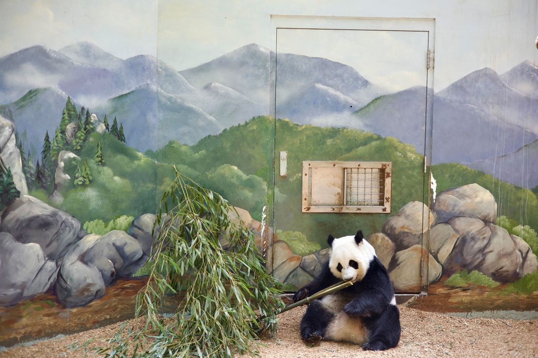 A female panda at Zoo Atlanta enjoys her bamboo lunch. Each giant panda eats about 80 pounds of bamboo daily.