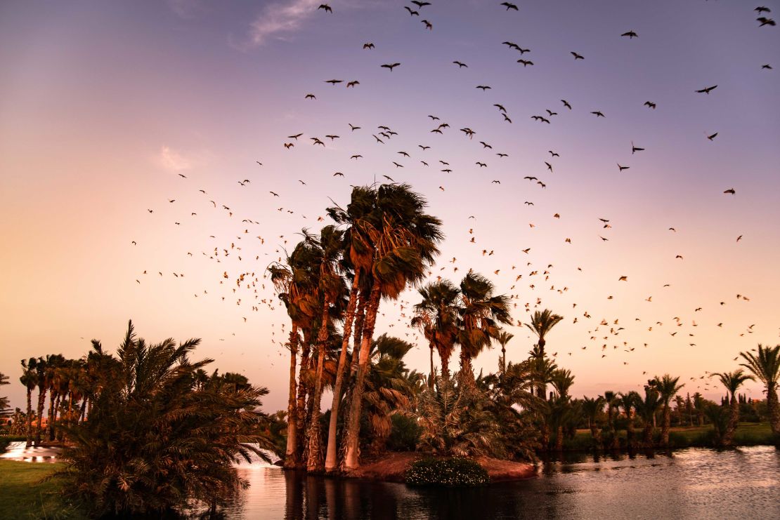 Golf Club Rotana is home to a range of flora and fauna.