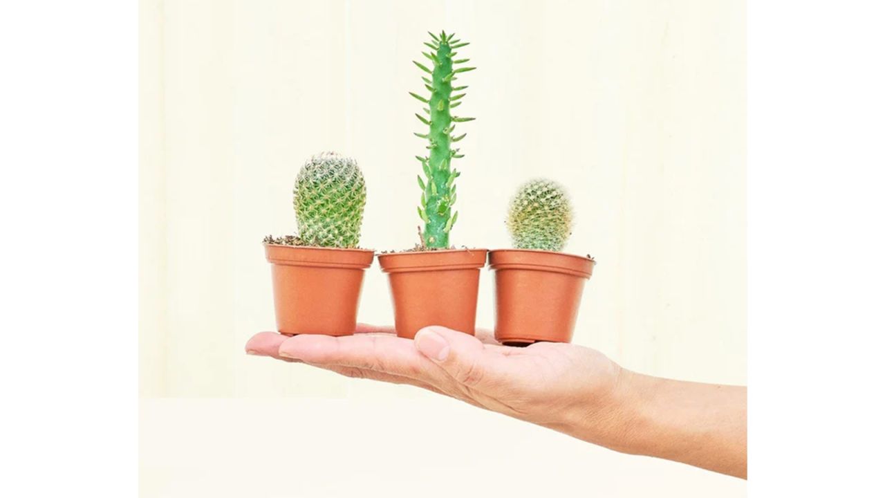 indoor plants cacti
