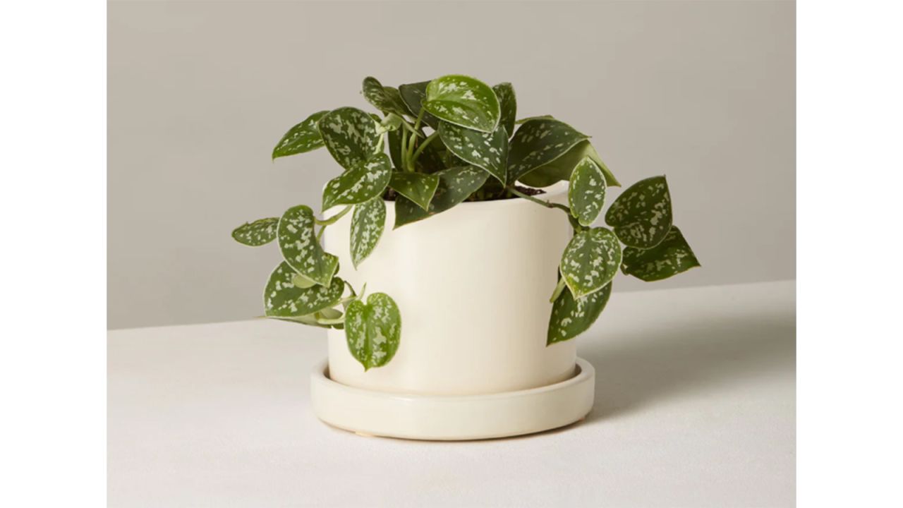 indoor plants silver