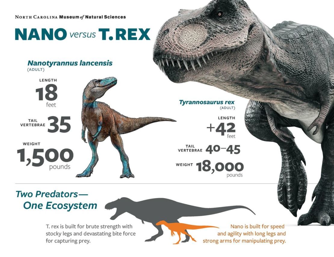 Aunque los ejemplares juveniles de T. rex y Nanotyrannus presentan similitudes en el registro fósil, se trata de dos especies distintas, según un nuevo estudio.