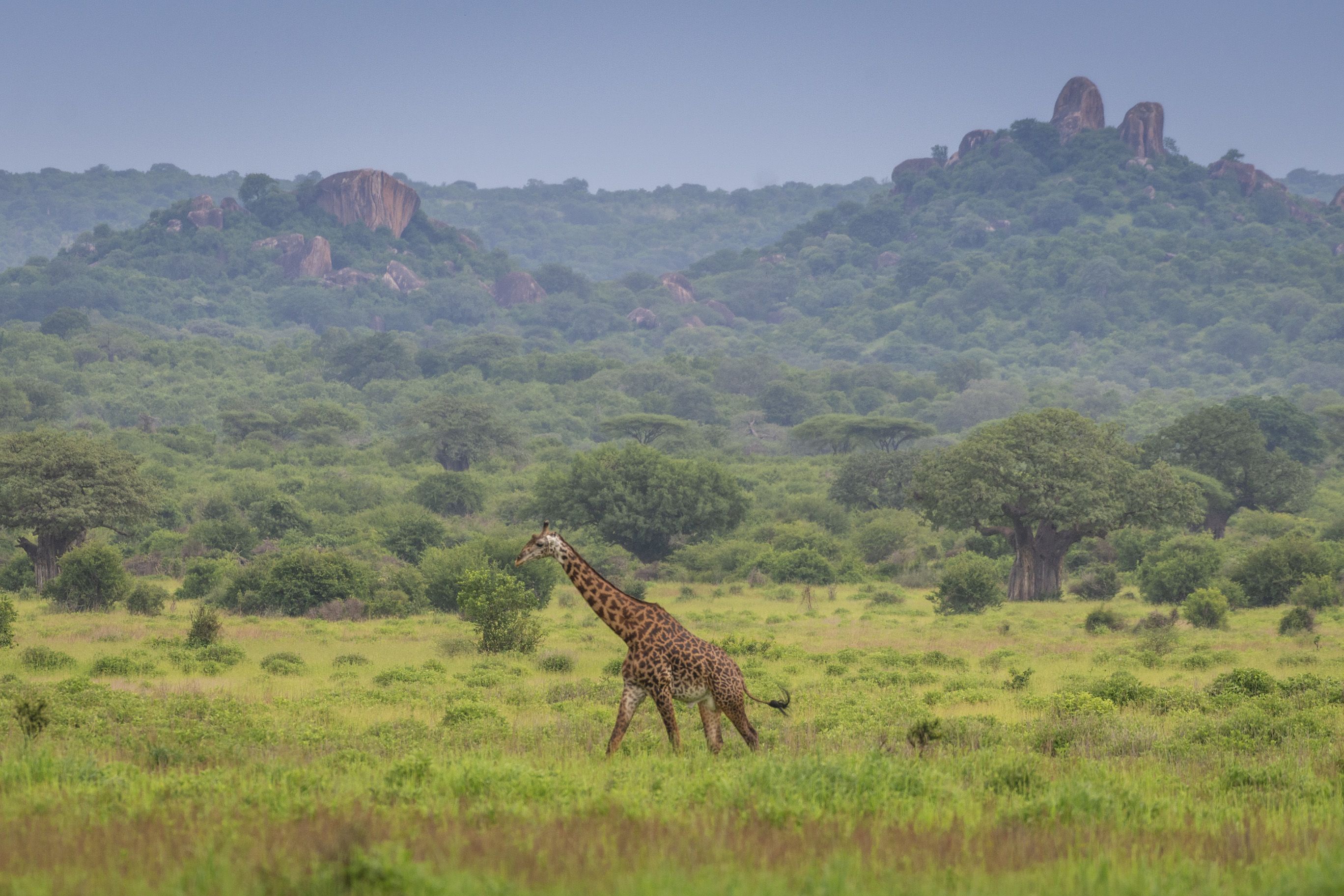 The Miombo woodland could store twice as much carbon as was thought. That makes its conservation even more valuable | CNN