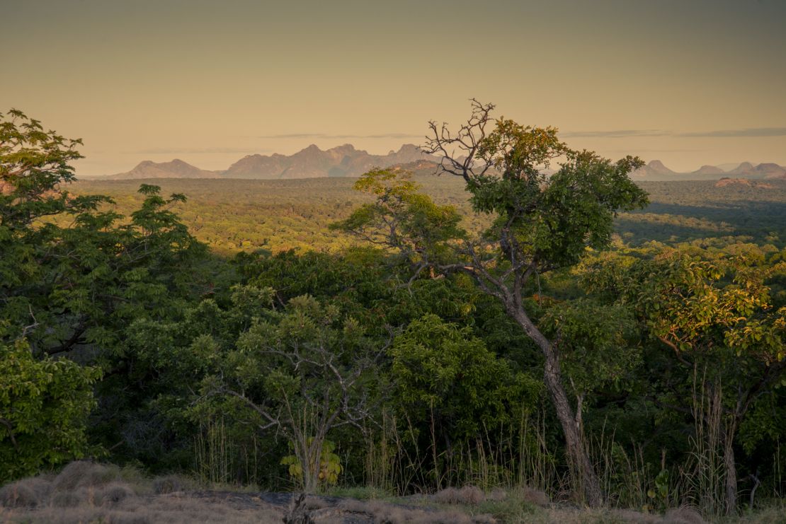 An area of pristine Miombo forest in Ruaha National Park, Tanzania.