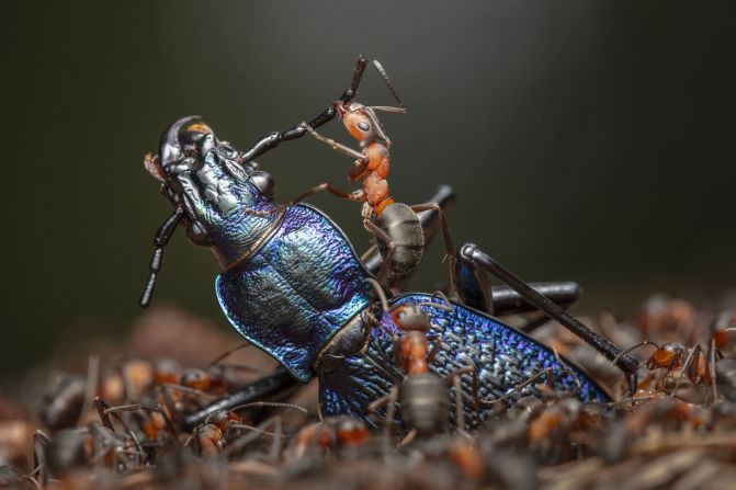 "The Demolition Squad" by Ingo Arndt shows red wood ants dismembering a blue ground beetle in Hessen, Germany.