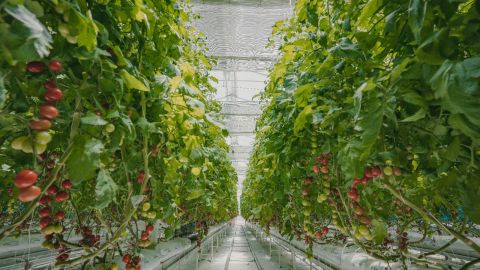 A greenhouse in Al Ain, UAE, that utilizes SecondSky nanotechnology to keep crops cool.