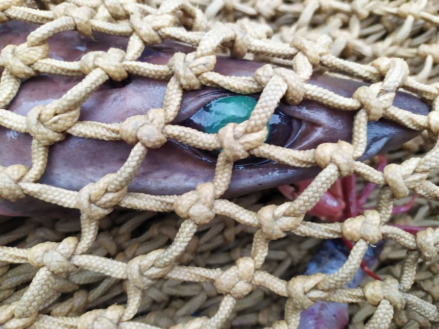 A gulper shark caught in the net of a bottom trawler.