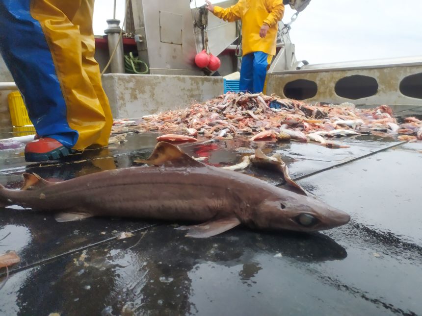 Gulper sharks are caught for their liver oil, which has a particularly high concentration of squalene.