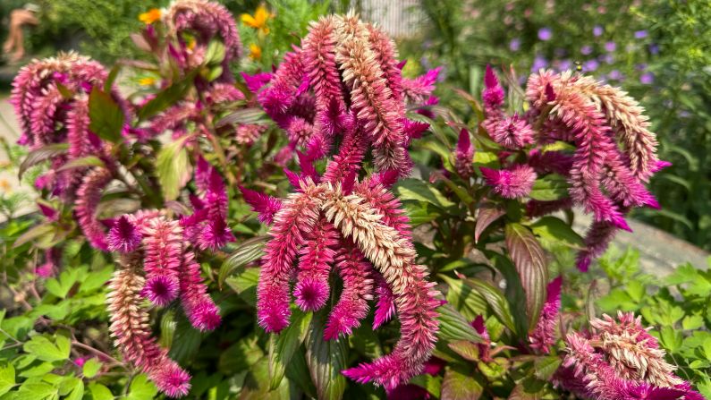 a bright and crisp Celosia shot on iPhone 15 Pro Max