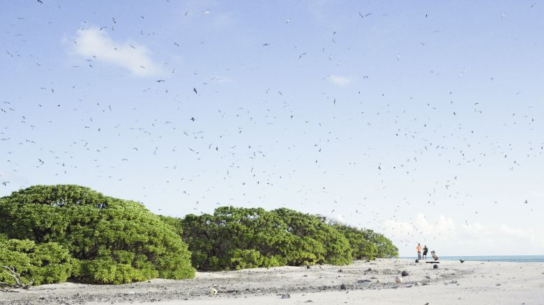 Seabirds are soaring once more on the islands of Bikar Atoll and Jemo islet, in the Marshall Islands, after a year-long ant eradication program.