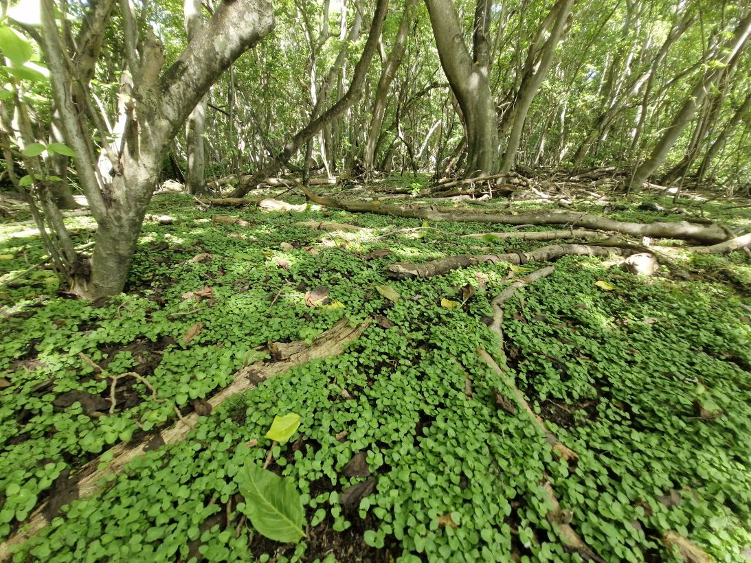 Thousands of native <em>Pisonia grandis </em>tree seedlings have erupted from the forest floor since the rats were removed.