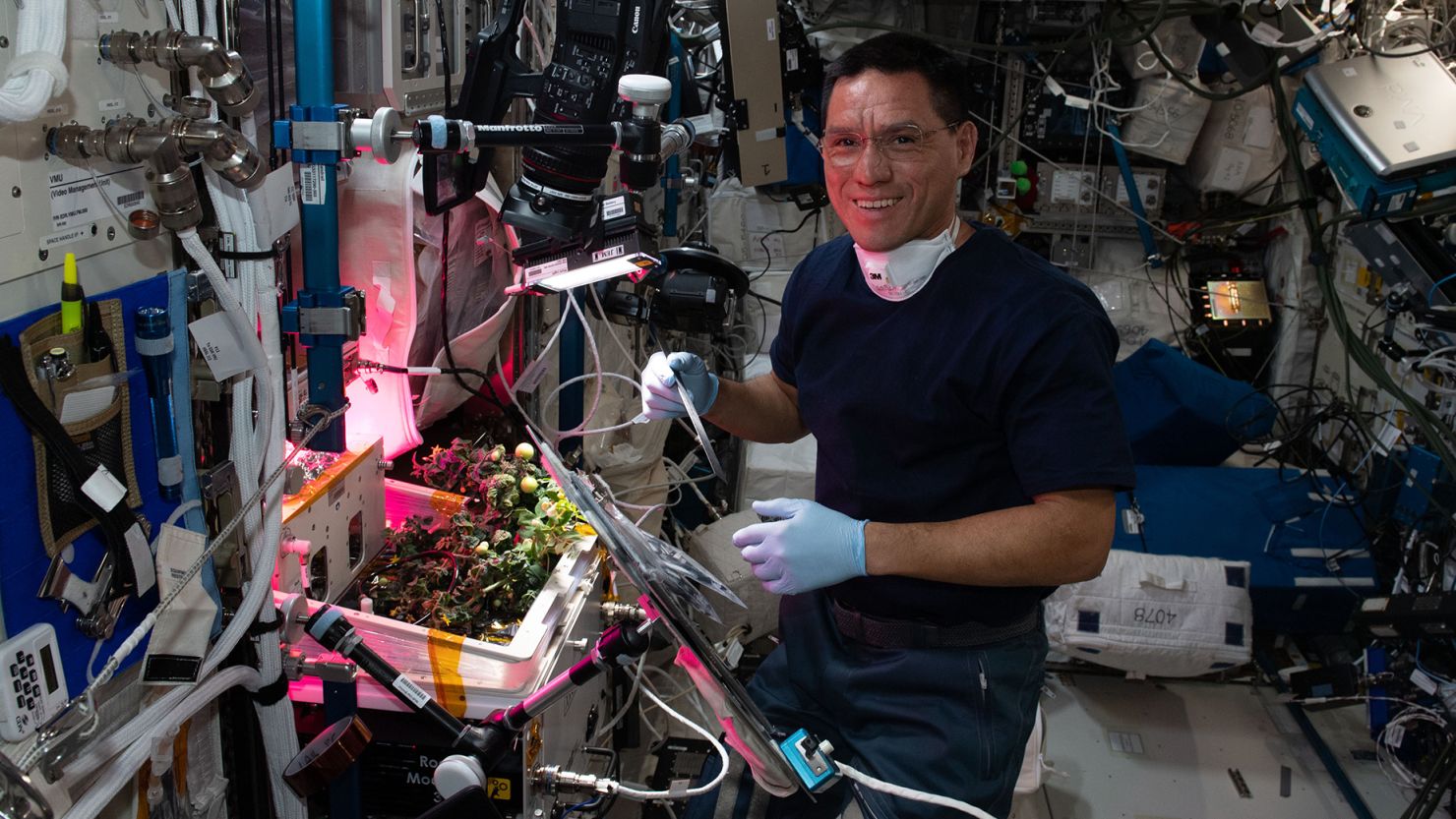 NASA astronaut Frank Rubio checks tomato plants inside the International Space Station in October 2022. The tomatoes were grown without soil using hydroponic techniques to demonstrate space agricultural methods.