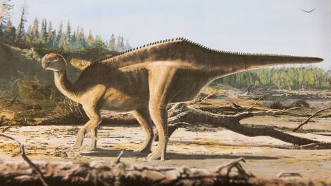 The dinosaur would have had an exaggerated sail-like feature on its back.