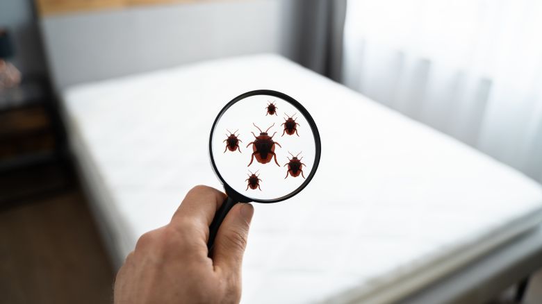 A photo that shows six bedbugs under a magnifying glass over a hotel bed