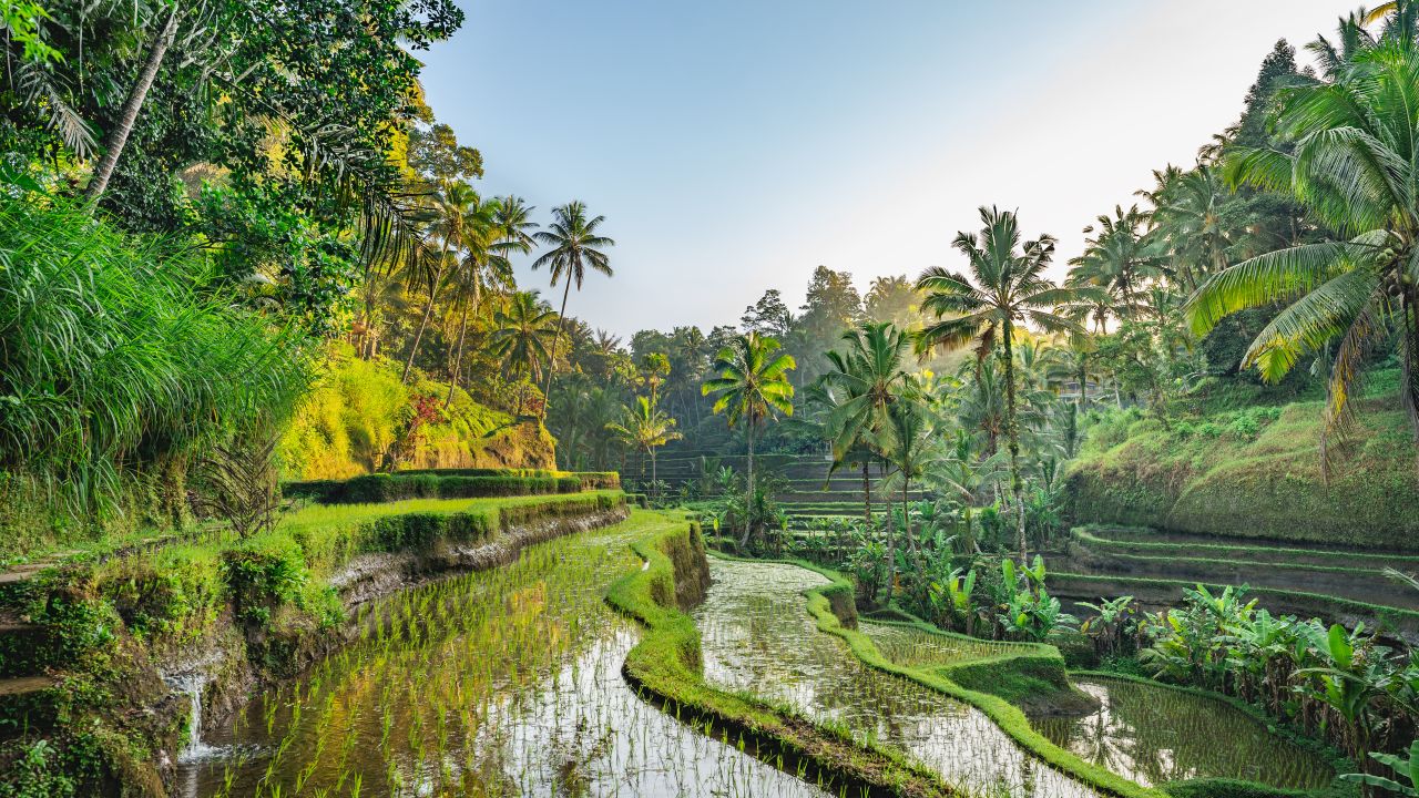 A photo of a rice terrace in Bali, Indonesia