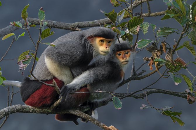 A pair of red-shanked douc langurs mating in the forests of the Sơn Trà peninsula in Vietnam, as photographed by Ivan Ivanek.