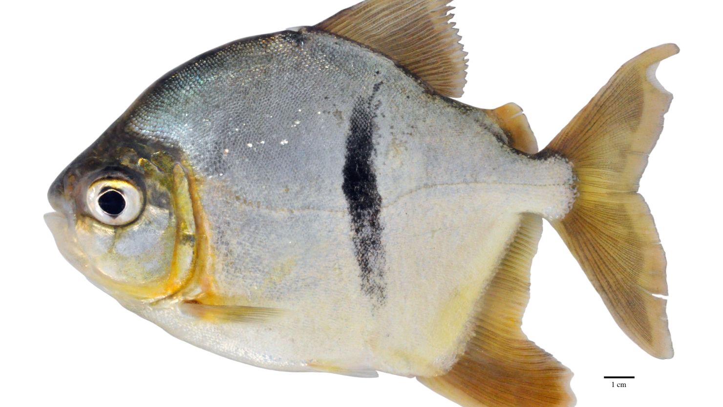 Myloplus sauron, a new species of pacu discovered in the Amazon, was named after Sauron from "The Lord of the Rings" for the vertical black bar on its flank that resembles the pupil of the villain's fiery eye symbol.