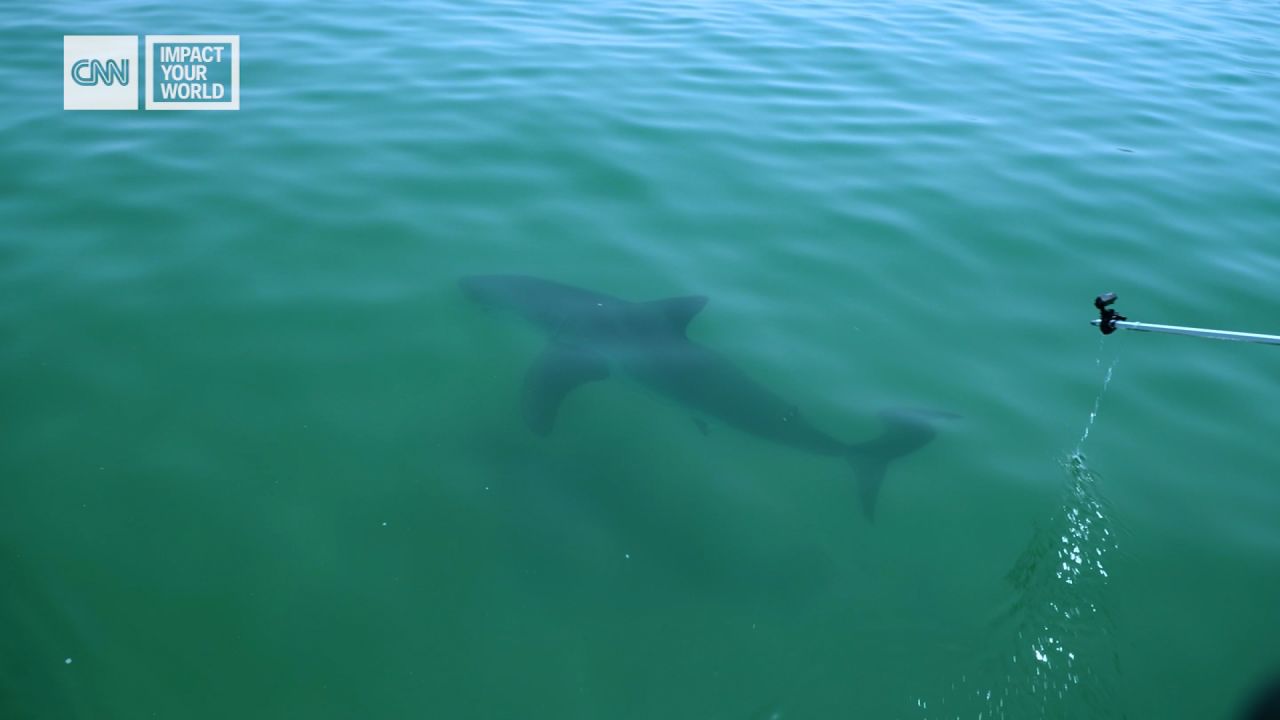 The Atlantic White Shark Conservancy is working to better understand white sharks' behavior and find ways to monitor their locations, to help keep them and the beachgoers safely apart.