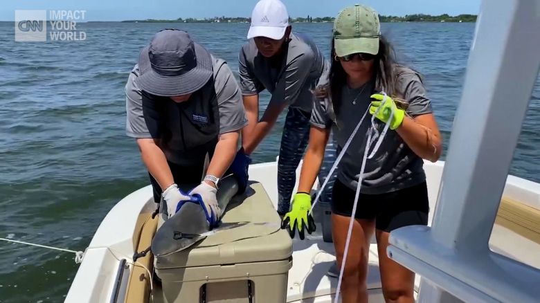 Minorities in Shark Science was formed by a group of Black female shark scientists to provide community and funded opportunities for people of color in shark science.