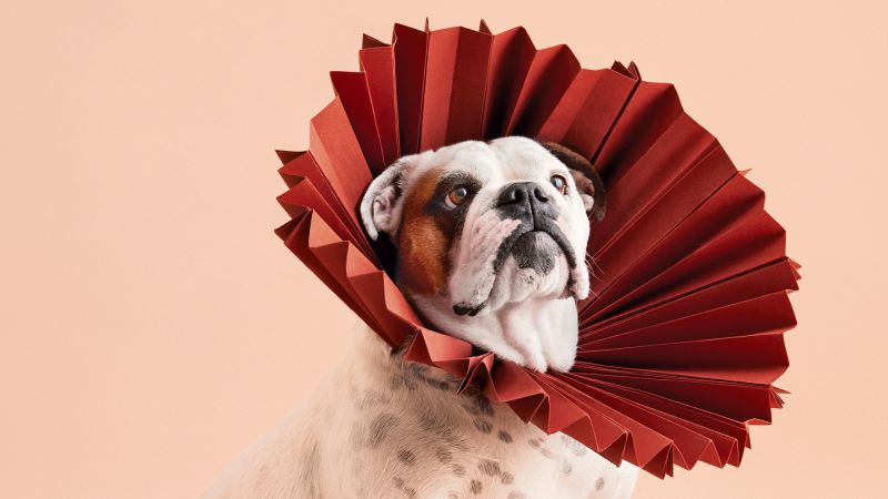 Dogs with fashion cones funny