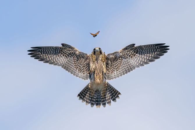 This photograph by Jack Zhi shows a young falcon practising its hunting skills on a butterfly in Los Angeles, California.