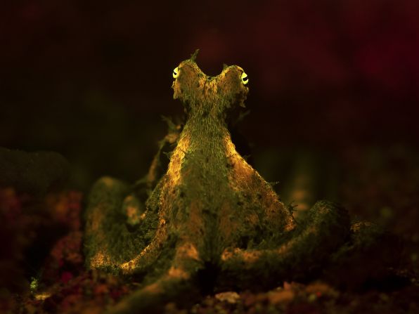 An algae octopus pictured under ultraviolet light, photographed by Jacob Guy, is a finalist in the young photographer category.