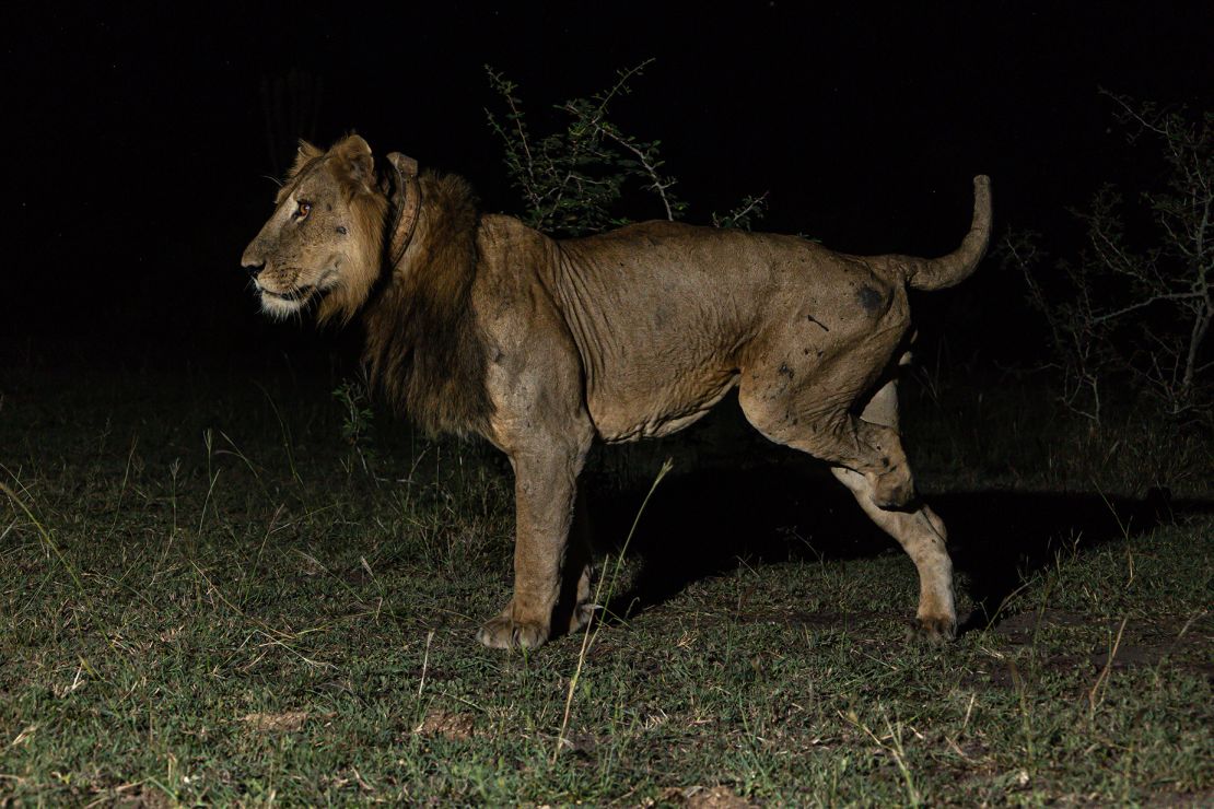 Jacob the Lion had to have his leg amputated after it got caught in a steel hunter's trap.