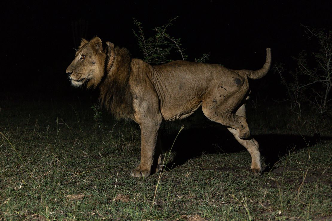 Jacob's leg was amputated after getting it caught in a steel poaching trap.