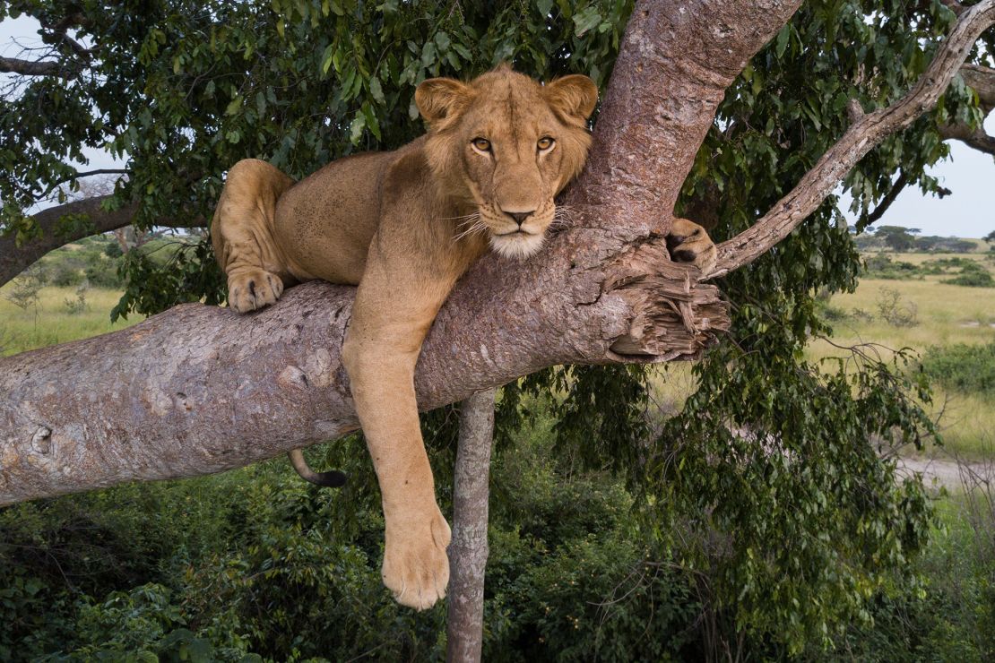 Jacob hangs out in a tree in the Ugandan park when he was younger.