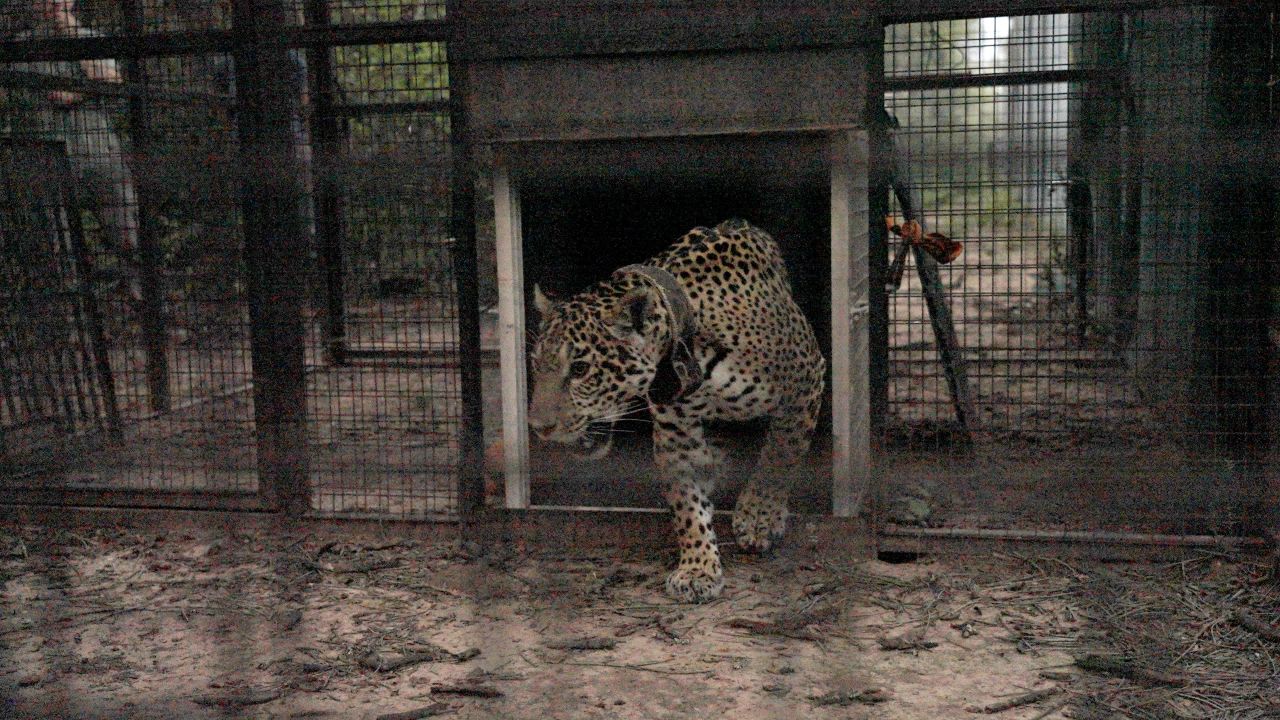 jaguar release 02 color.jpg