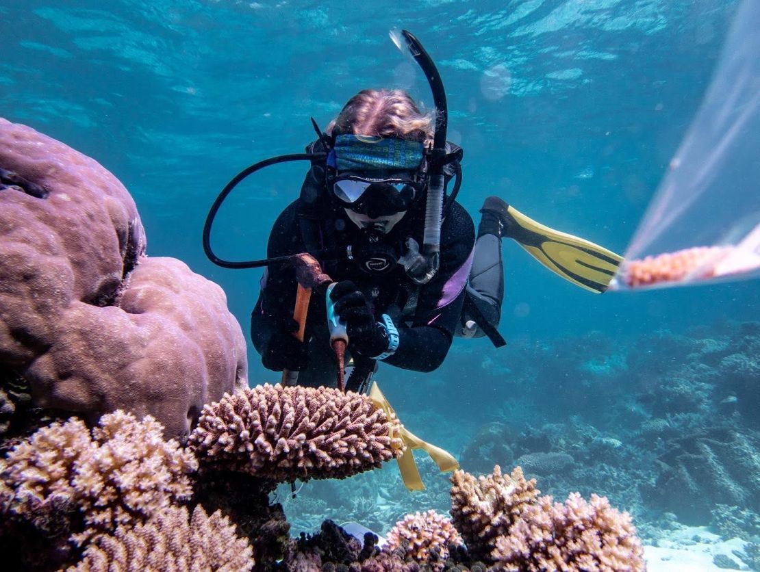 A scientist collects coral samples for testing.