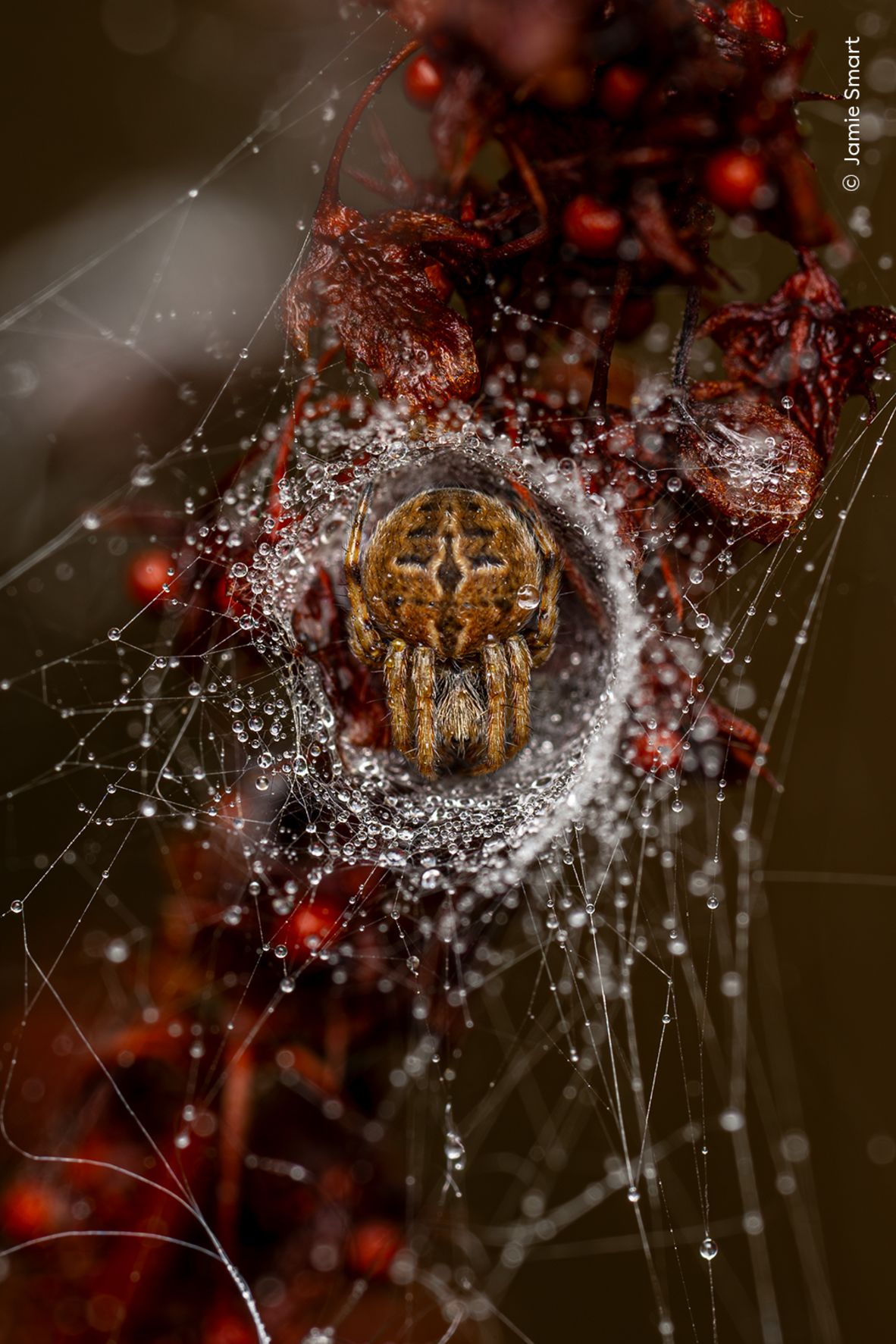 Jamie Smart won the 10 Years and Under award with this image of a orb weaver spider in its nest.