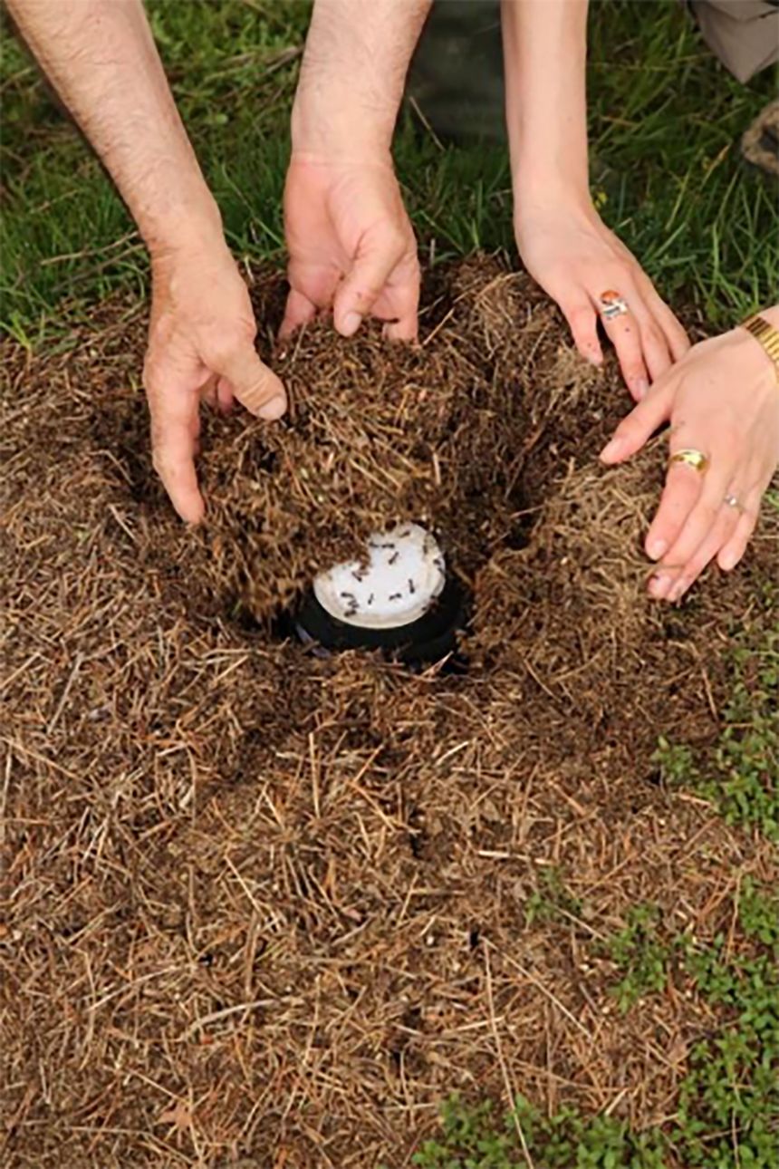 A jar of milk incubates in a European red wood ant colony.