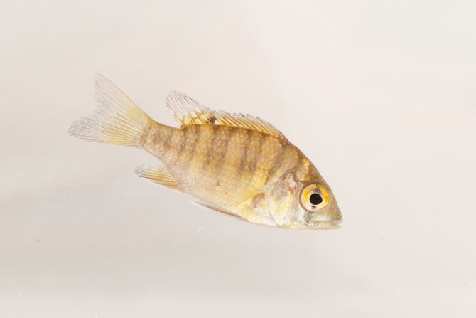 These included three fish, one of which is Ptychochromis makira (pictured), a species lost to science since 2003. It was rediscovered with the help of local guides and fishermen.