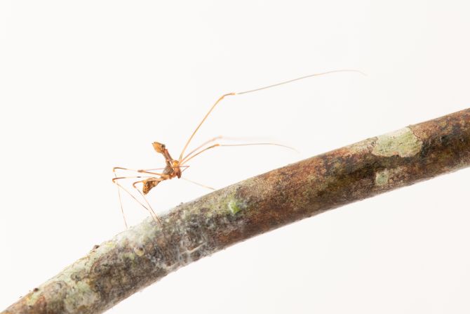 The team also discovered some species that had never been recorded in Makira previously, such as the Madagascarchaea spider (pictured).