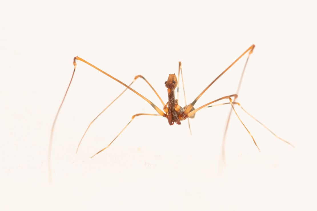 A new species of spider was discovered during Makira expedition.